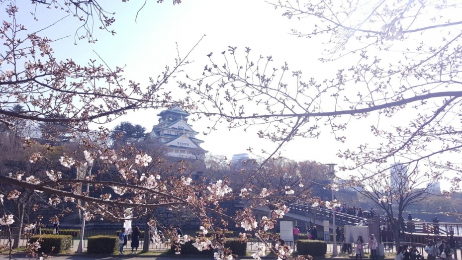 오사카 벚꽃.jpg